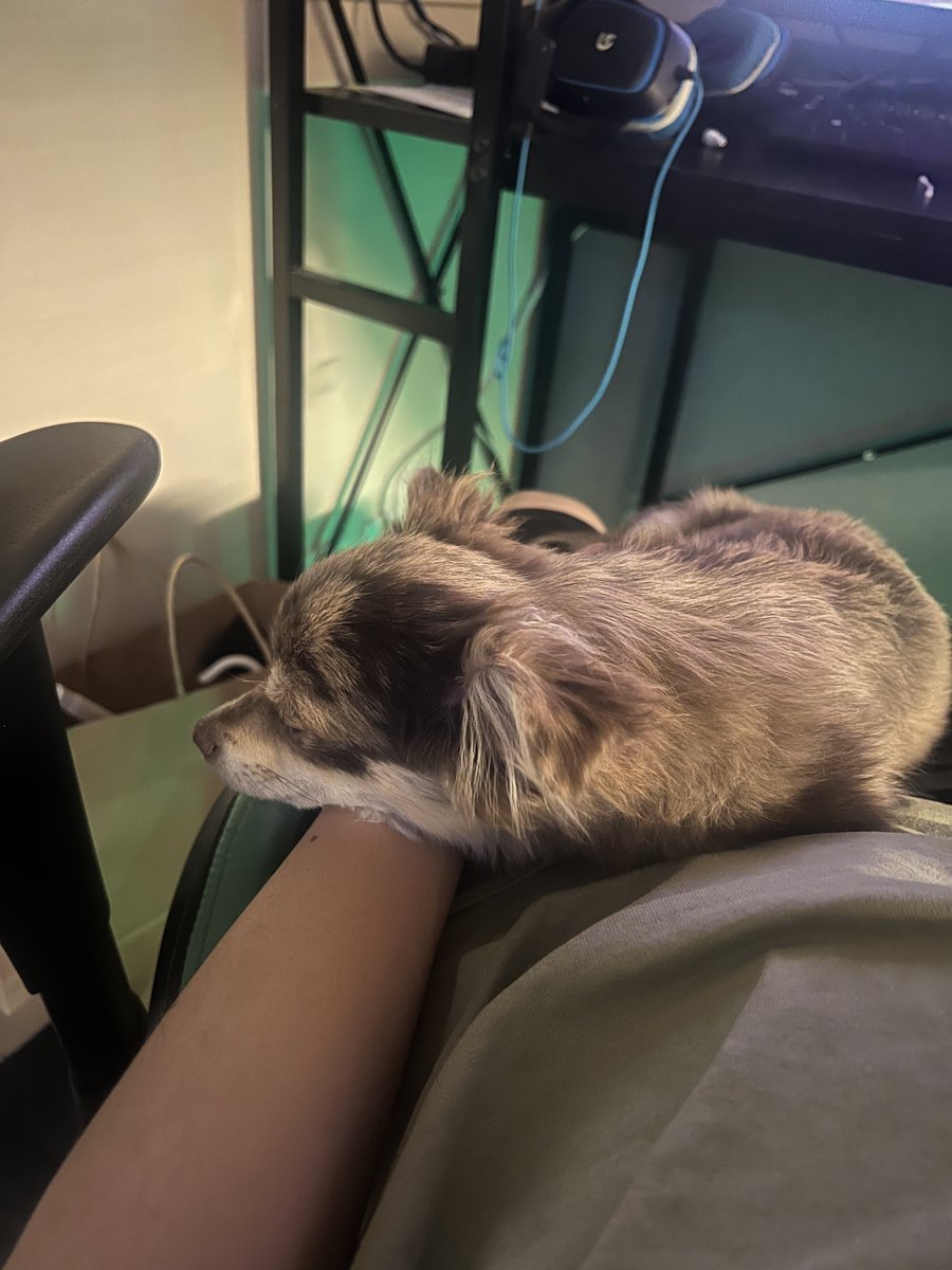 むぎむぎざうるす tweet media