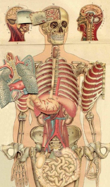 anatomyspecimen's tweet photo. Amazing anatomy of human body https://t.co/BLzO6LwcfZ