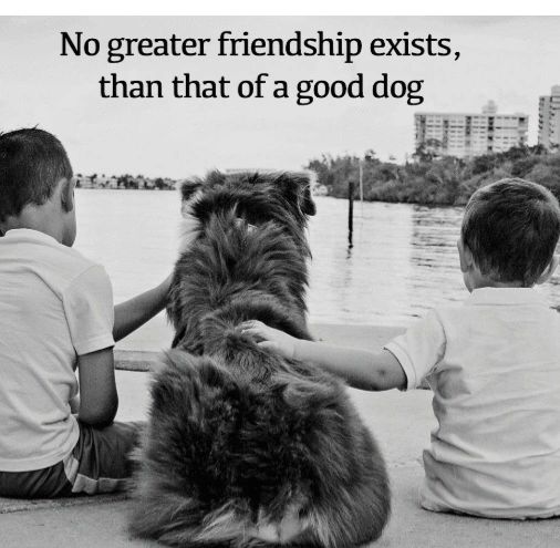 ChrisCsd1's tweet image. #Animalsmatter #Savelives #Dogs #Friendships