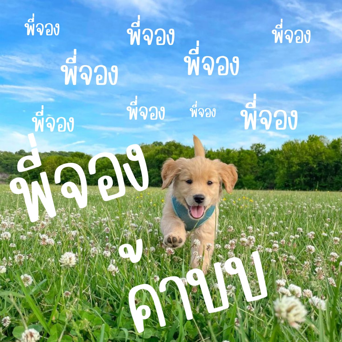 𝙗𝙣❤︎พี่พง🐈‍⬛•° tweet media