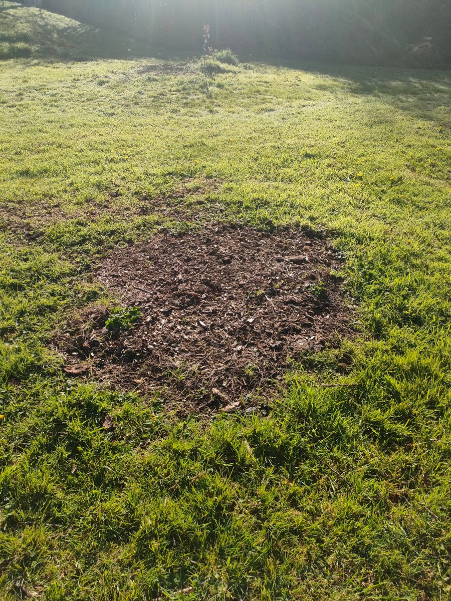 Ireland's Trees & Mythology tweet media