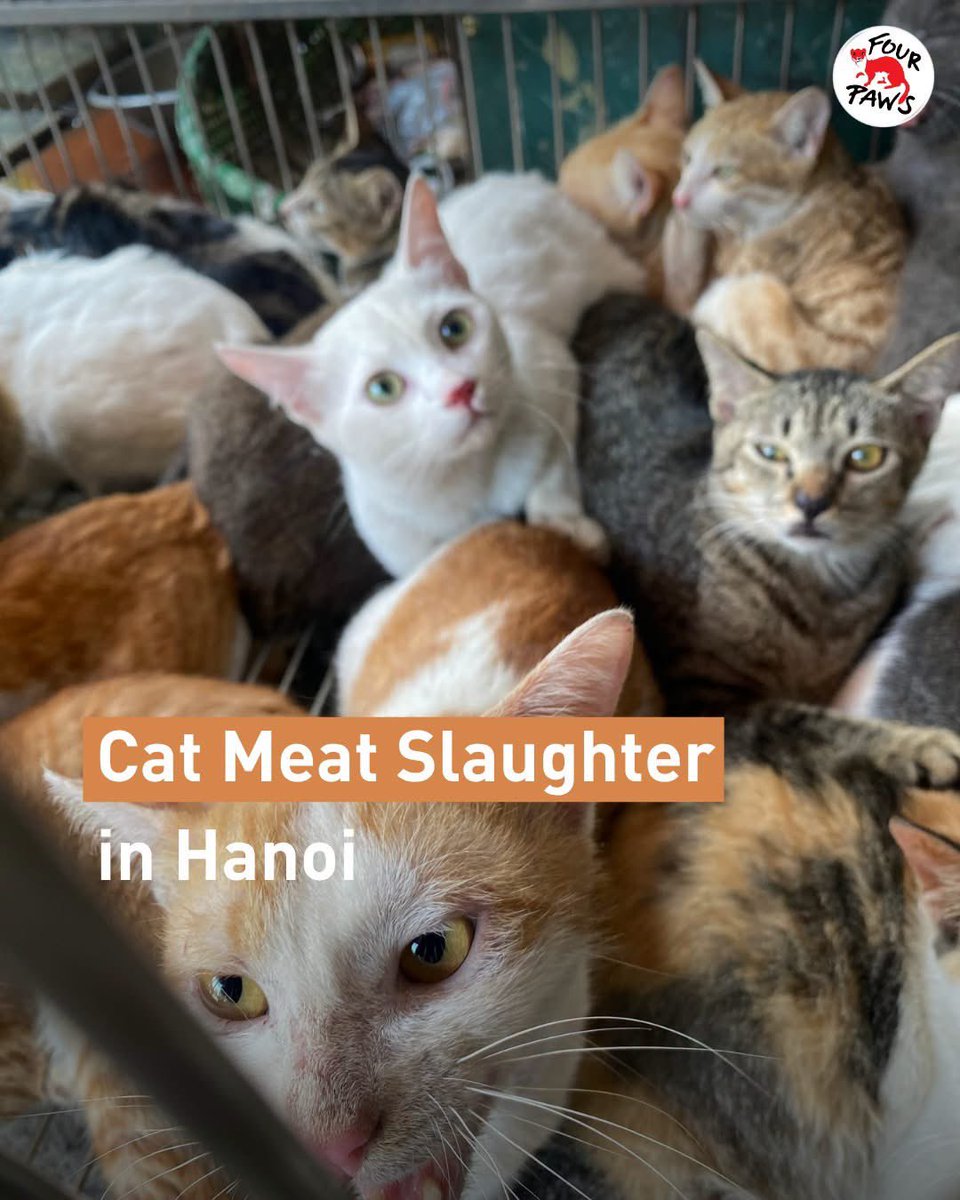 🐈 Cat Meat Slaughter in Hanoi 🍖 

Four Paws have received this heartbreaking photo through their reporting tool in Vietnam – and what the witness described is beyond cruel. 🇻🇳 

💢 “They locked up a herd of cats in a cramped, dirty cage and kept the dogs chained up, leaving