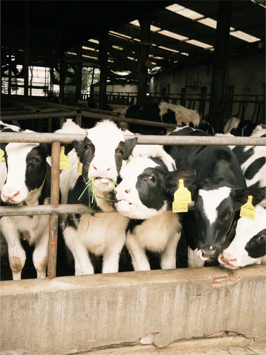 yao1551020's tweet image. In spring, my body and steps fall into sync as I roam the dairy farm’s green — where trees are fresh, grass is tender, and the cows graze in peaceful rhythm.#spring #cows #naturewalk #farmlife