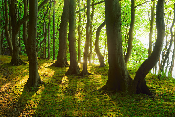 ShannonHypnotic's tweet image. Trauma doesn't live in your logic—it lives in your physiology. Rediscover your best self through hypnotherapy. shannon-doyle.com/toxic-relation… #hypnosis #hypnotherapy #toxicrelationships #toxicpeople #toxicfamily #toxicrelationship #toxiclove #emotionalabuse