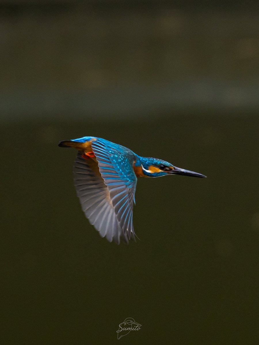 すみと tweet media