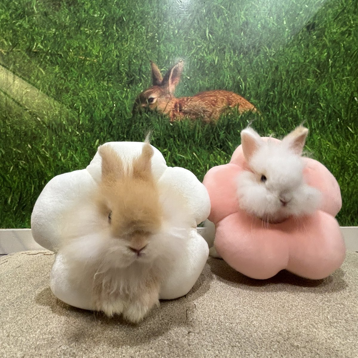 もふもふ双子ちゃん #うさぎ #うさぎ専門店 #ネザーランドドワーフ