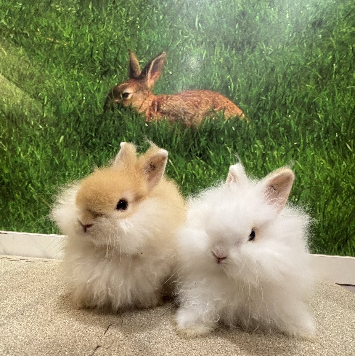 もふもふ双子ちゃん #うさぎ #うさぎ専門店 #ネザーランドドワーフ