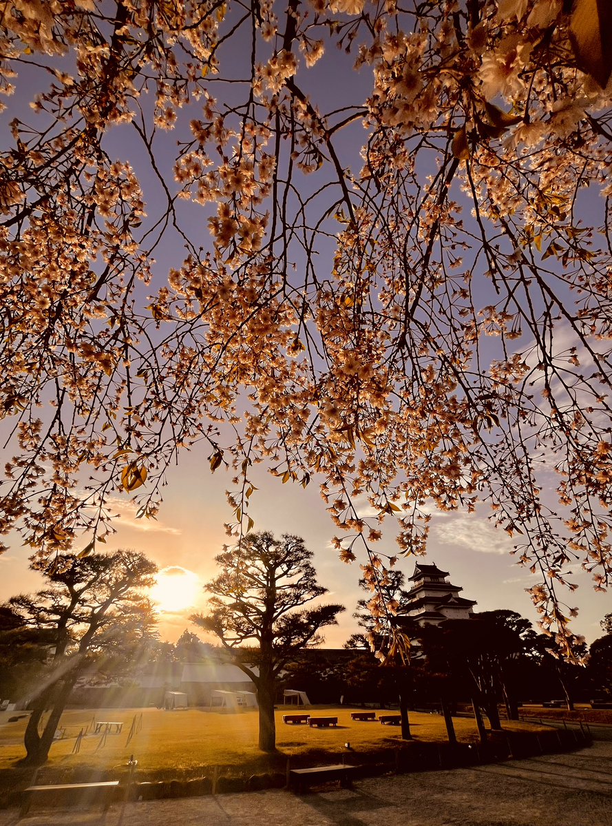 さくらのるふた tweet media