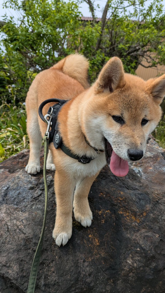 茶太郎 tweet media