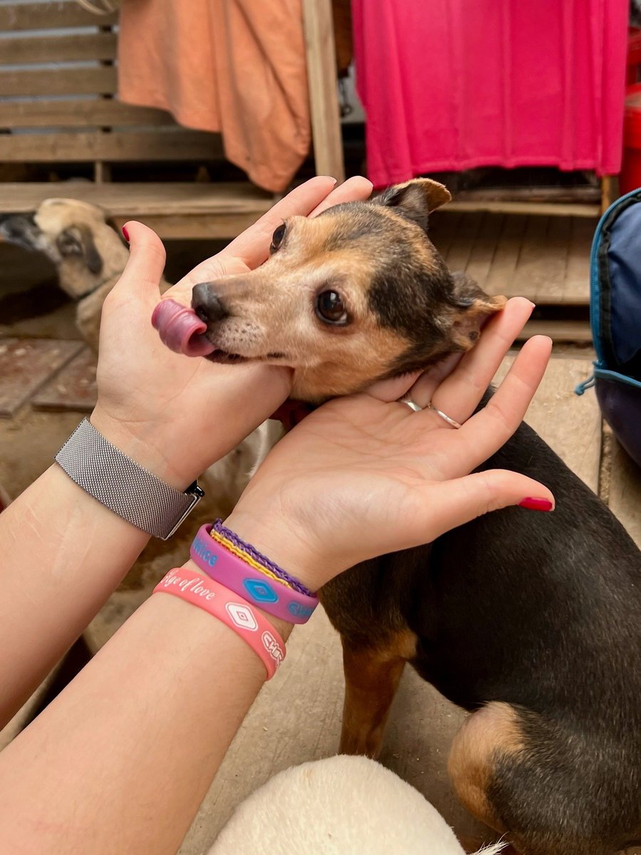 Refugi Els Àngels tweet media