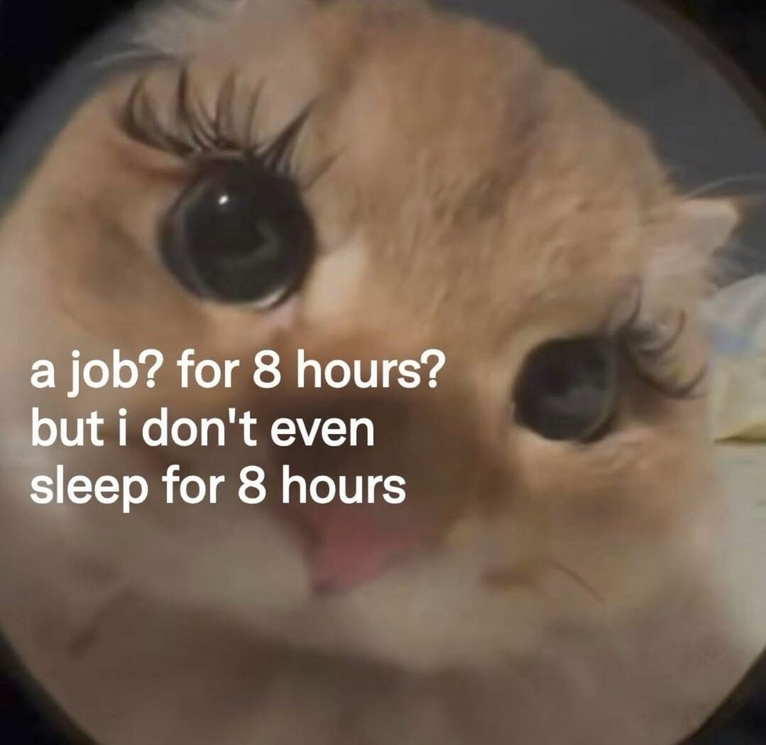 smol silly cat (@catsillyness) on Twitter photo 