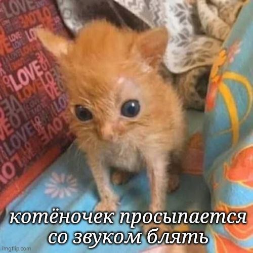 Анирник tweet media