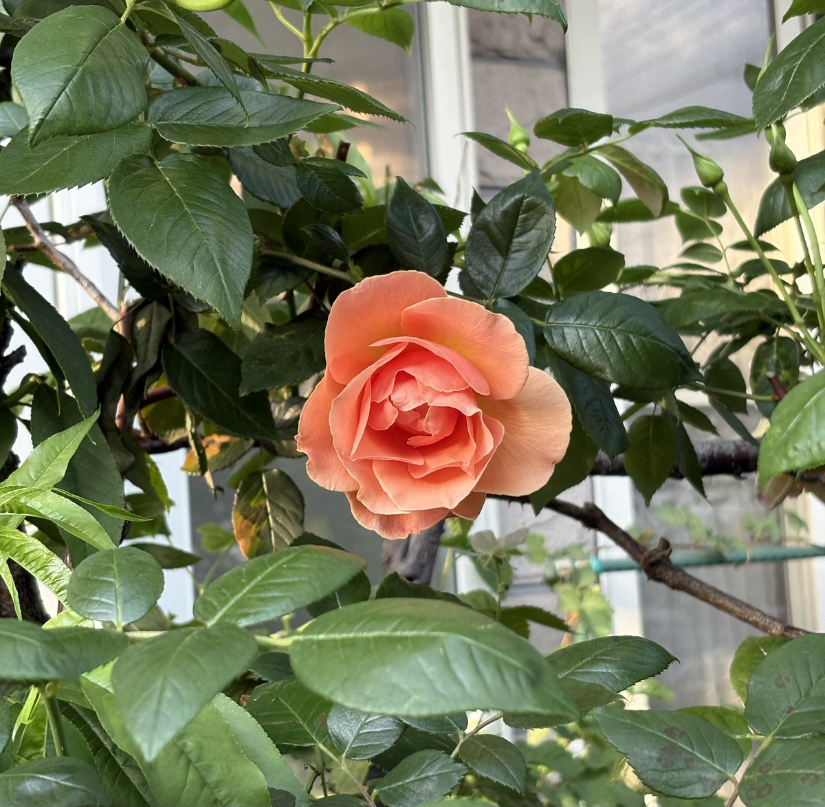 BlueSky21844305's tweet photo. 今日の薔薇🌹

#薔薇 https://t.co/Ytz2JpIGpn