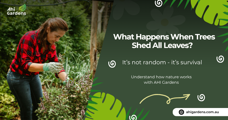 AhiGardens's tweet image. Trees don’t lose their leaves by accident .

It’s a survival strategy called deciduous shedding
helping them conserve energy, reduce water loss, and prepare for new growth in the next season. 

#Ahigarden#Gardening #NatureFacts #DeciduousPlants #TreeCare #PlantScience