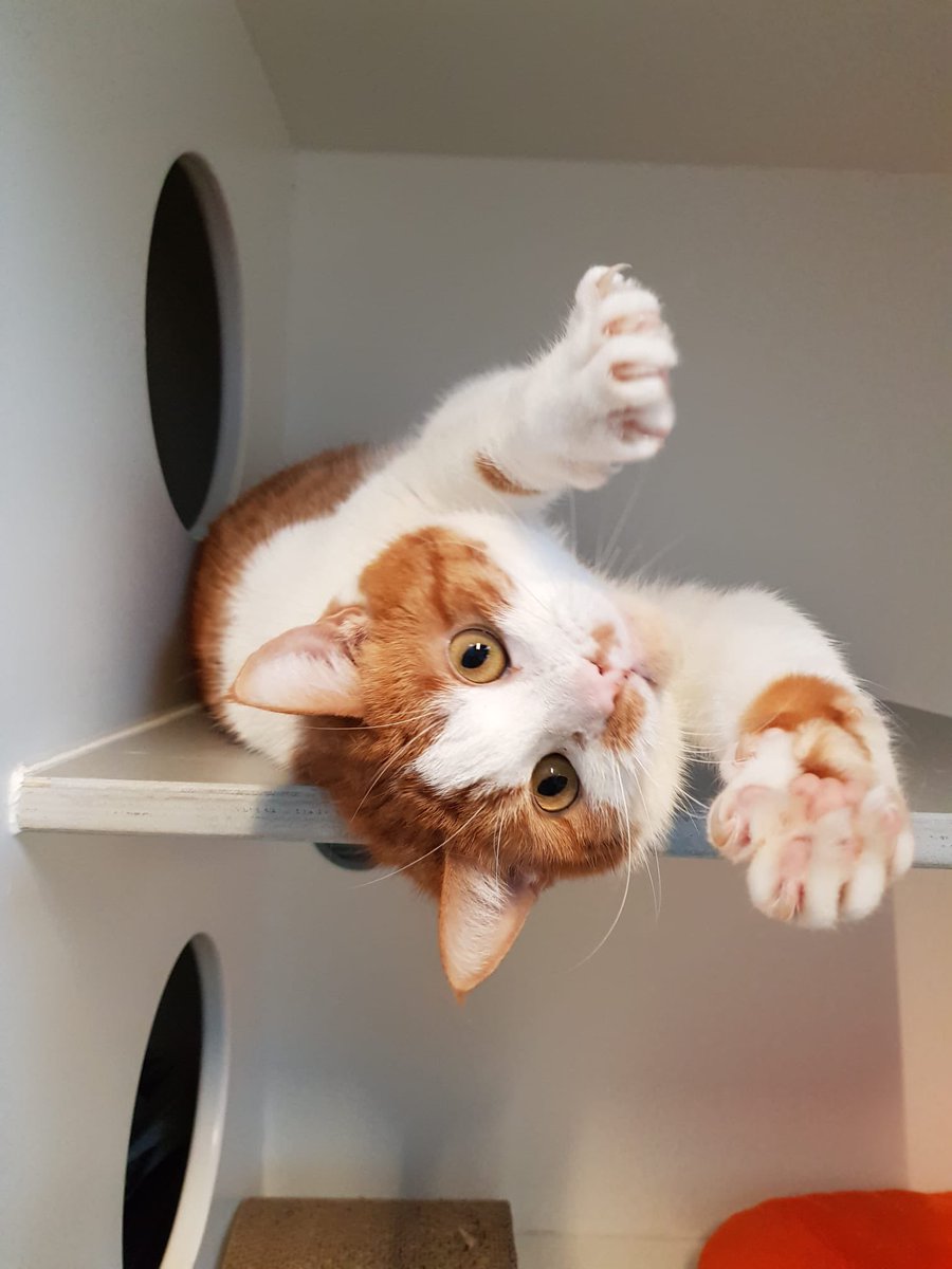 SAZ_katten's tweet image. Jaxson zoekt een gouden mandje! 

Jaxson woonde in een huisje met personeel dat weinig thuis was en hij werd hierdoor een beetje een buitenkat. Maar Jackson wil liever met gezelschap binnen zijn, dus zoeken we een nieuw thuis voor hem! 🧡 

#kater #adoptdontshop #Amsterdam