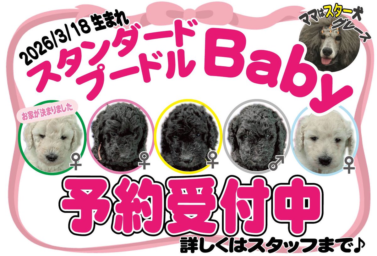 zoo_japan's tweet image. ＼ご予約受付中です／

スクスク成長中グレースbaby🐶
是非お気軽にお問合せ下さい🐾

#ZOO
#スタンダードプードル
#子犬
#仔犬