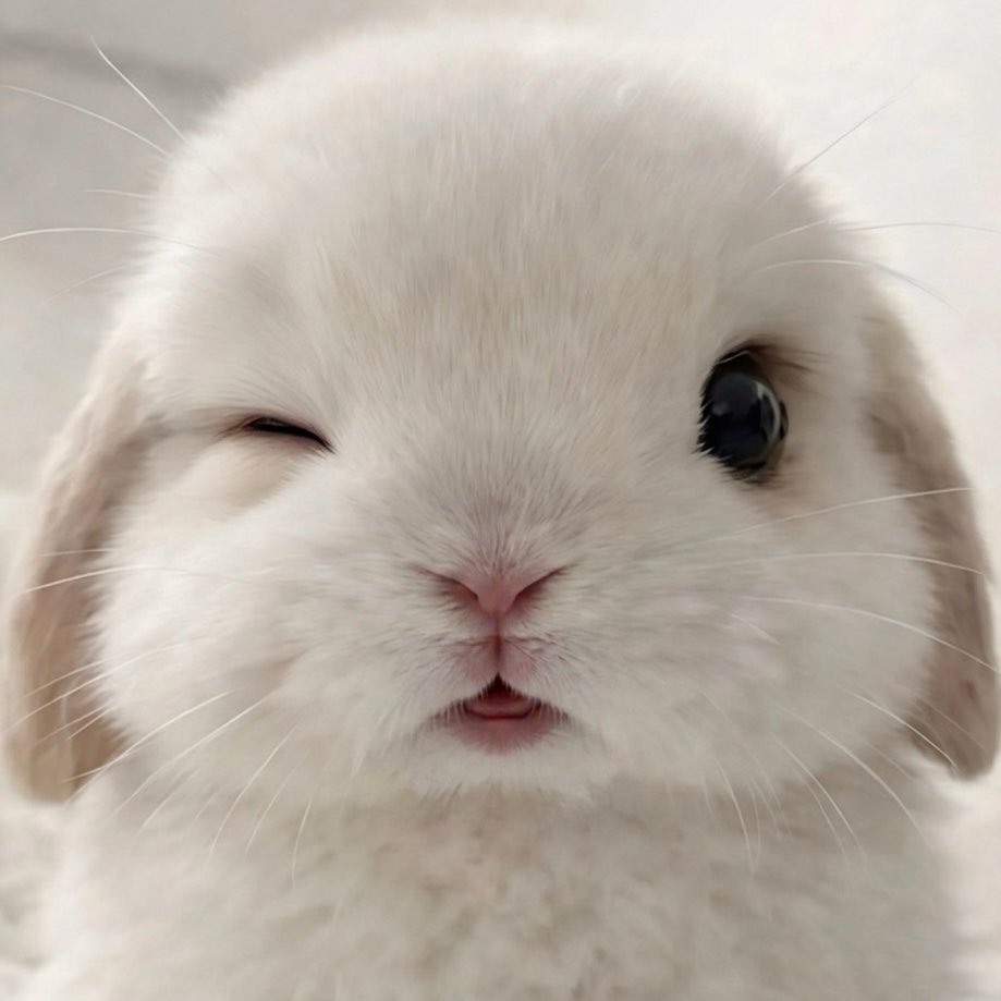 (앙증) tweet media