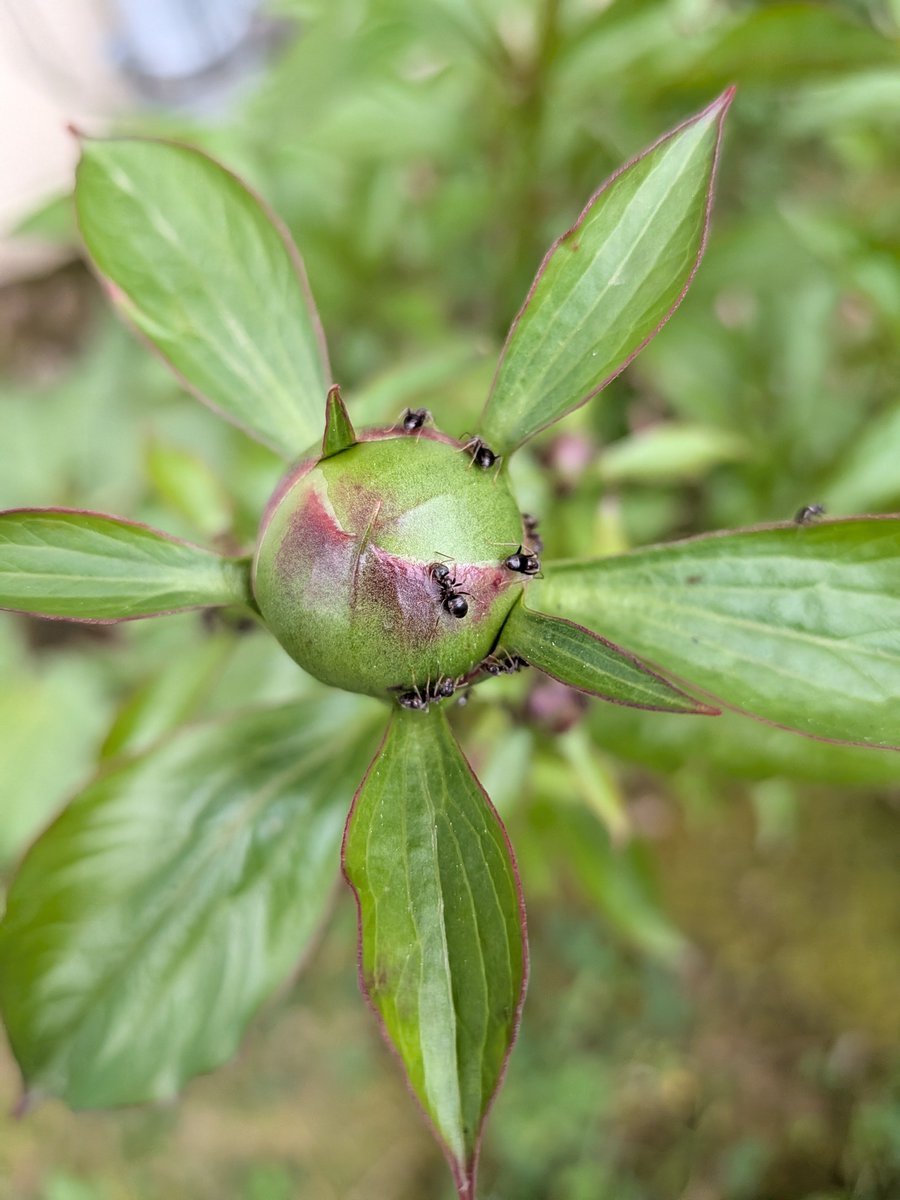Scorpionnella7's tweet photo. 🌸🐜  Des fourmis sur mes boutons de pivoines  🐜🌸  Il faut les laisser tranquille  ⬇️ 

https://t.co/4ulpMhe5Ip

#pivoine #garden #lovenature #fourmis https://t.co/aP6uRZj4Yj