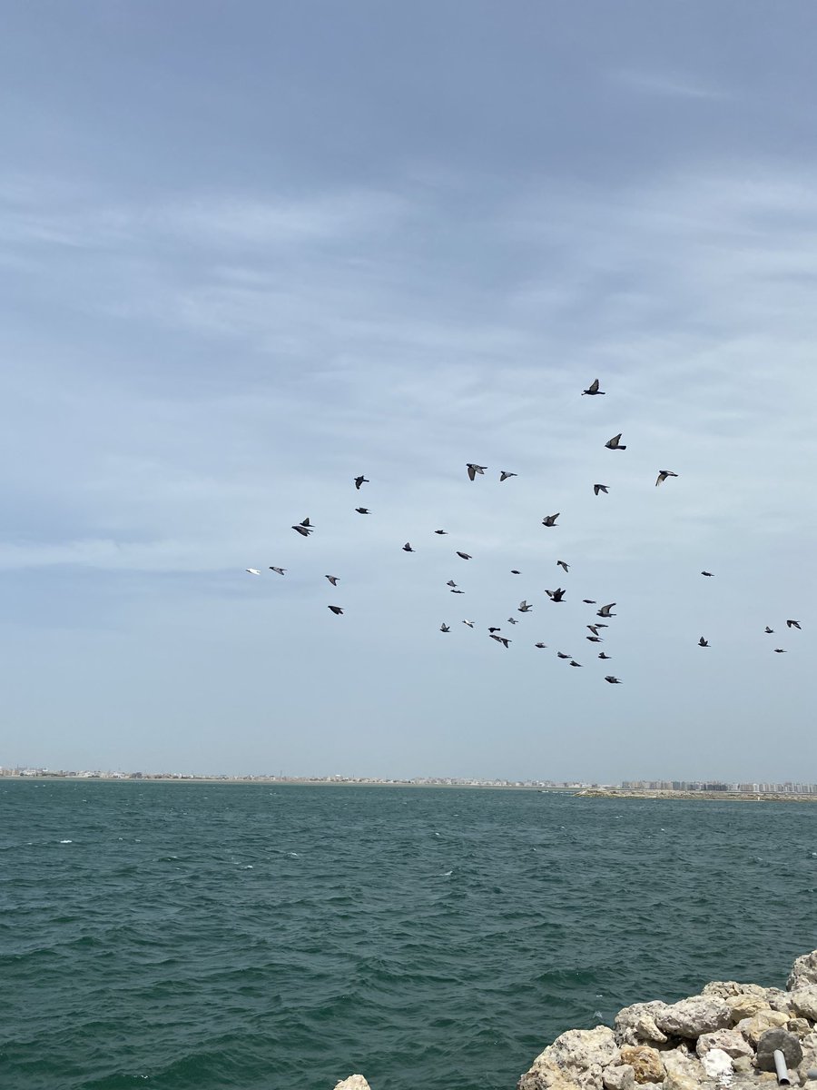 الغنيم عادل tweet media