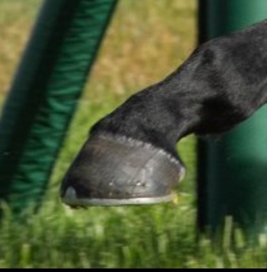 しえる tweet media