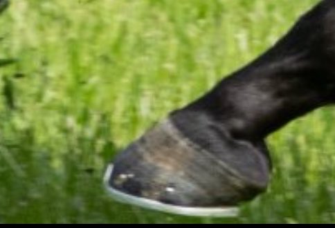 しえる tweet media