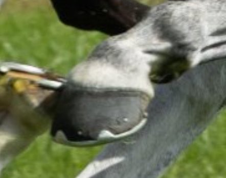 しえる tweet media