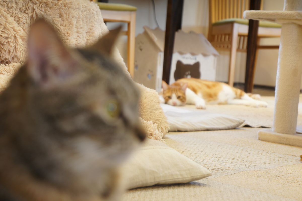 何かを見つめるうずら
　　　　　を
　　　見つめるはるまき