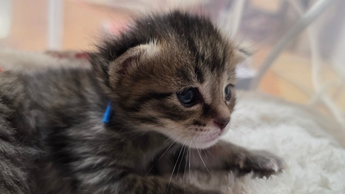 なつうり tweet media