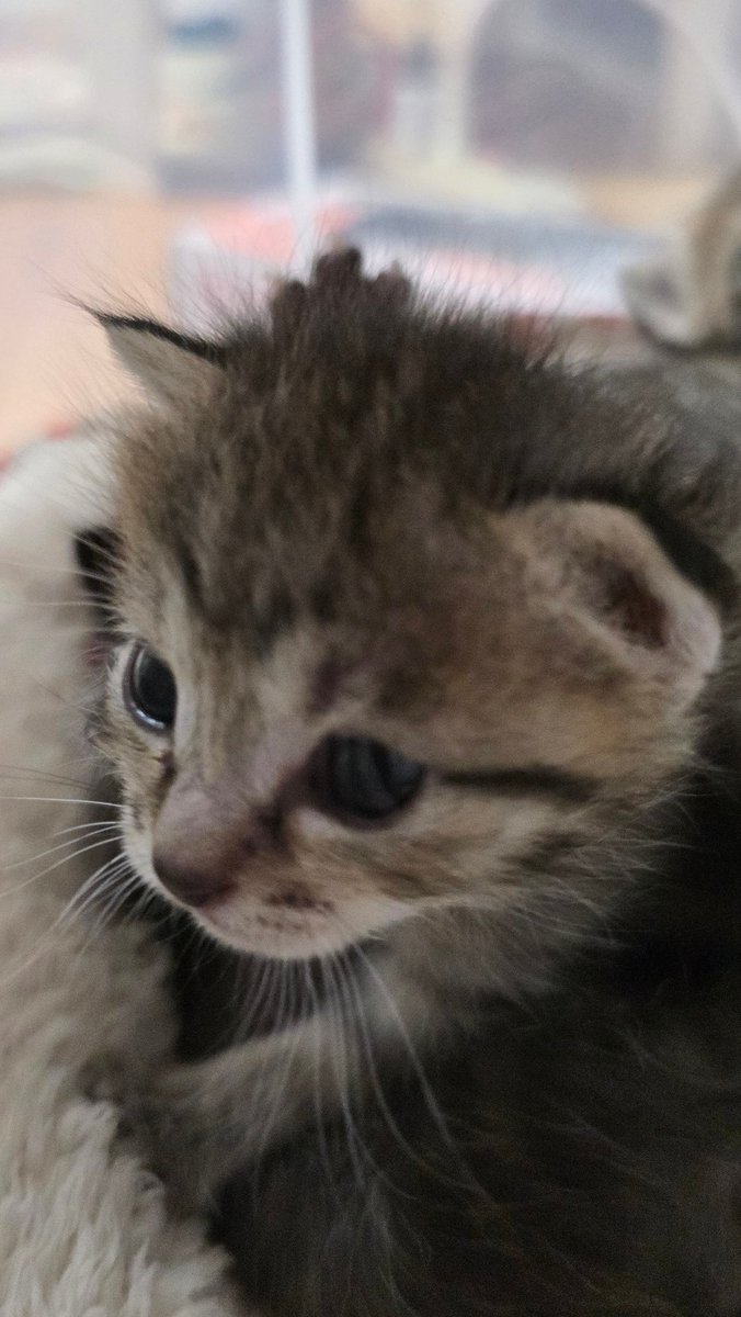 なつうり tweet media