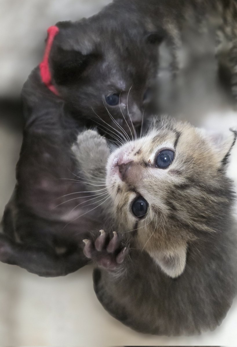 なつうり tweet media