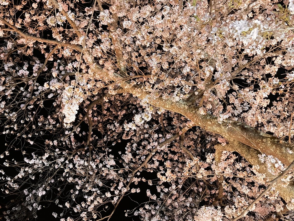 ヤーリン tweet media