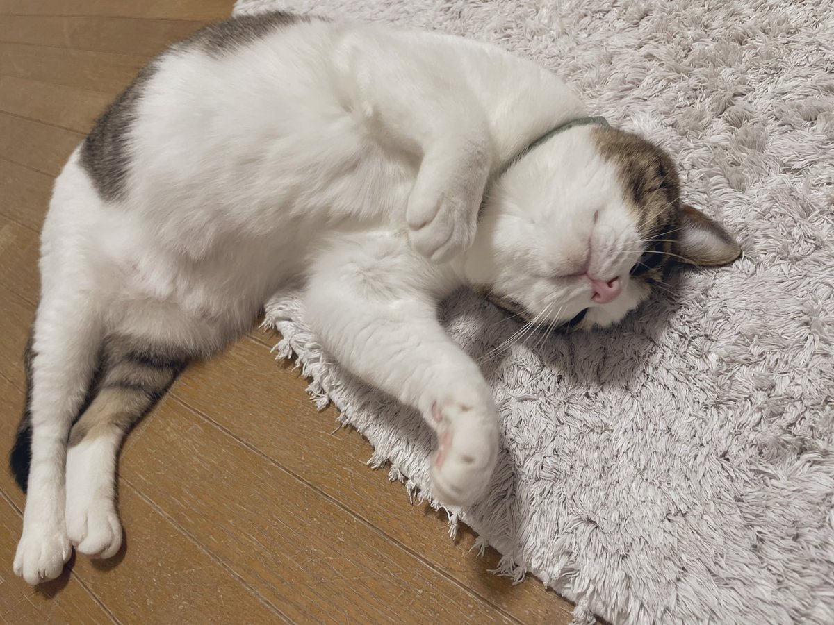 安曇磯良 tweet media