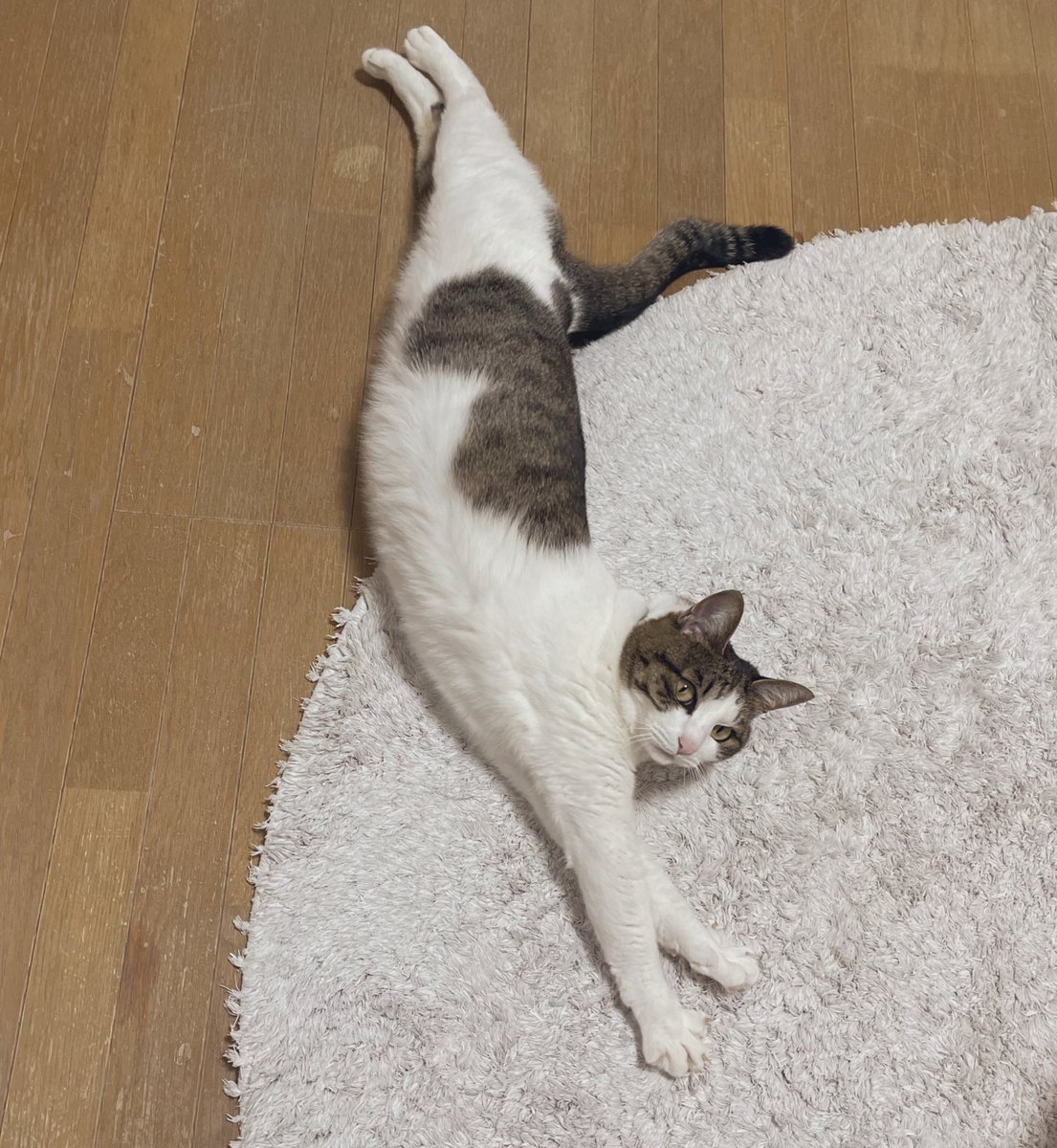 安曇磯良 tweet media