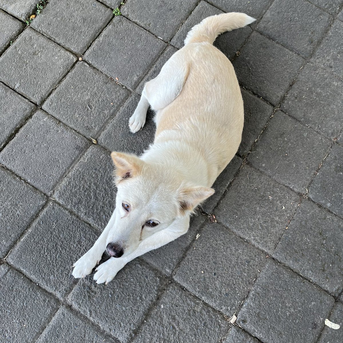 🐈‍⬛ tweet media