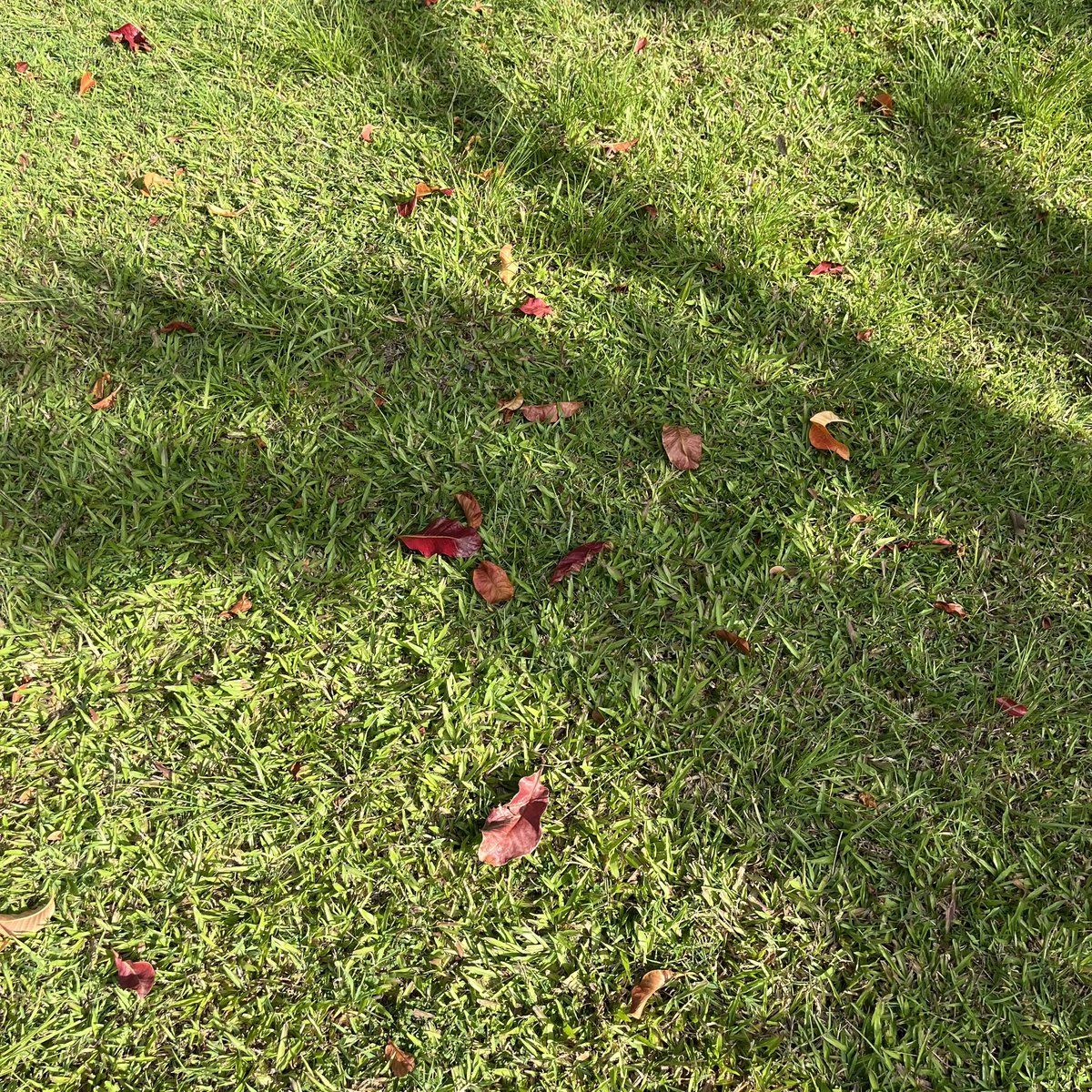 🐈‍⬛ tweet media