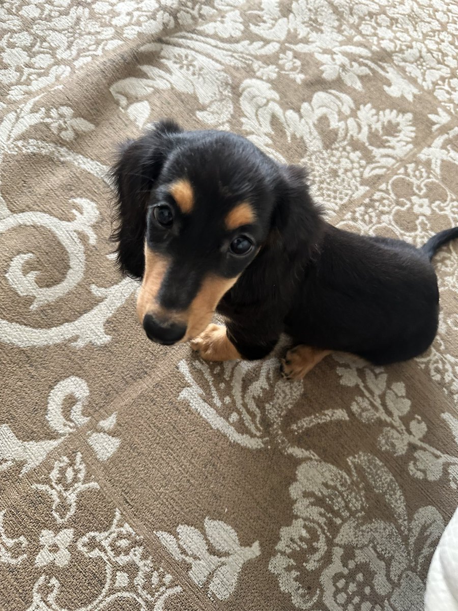 ルルさんのイタズラが止まらない…

リビングに出してる時はちゃんと目を光らせていたつもりだったけど、気づいたら壁えぐれてた…
壁を…齧らないで😇