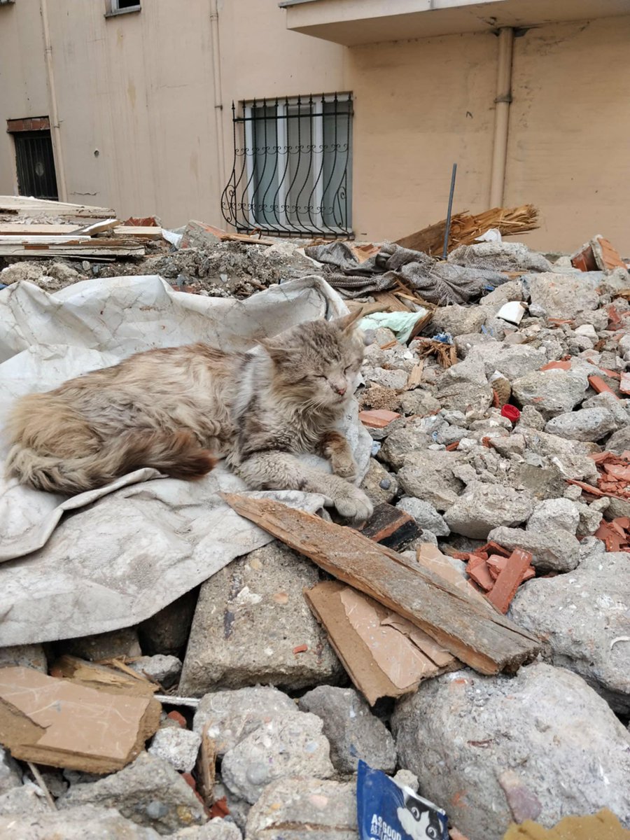 Masum Gözler tweet media