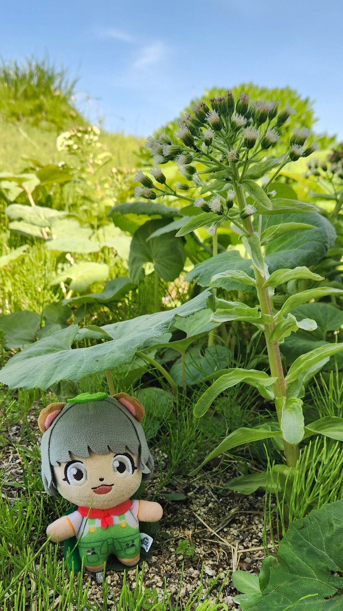 しおちゃん🍃🥜 tweet media