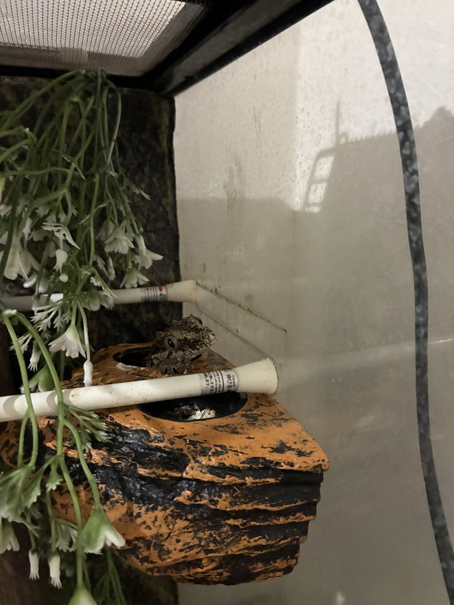 なって子 tweet media