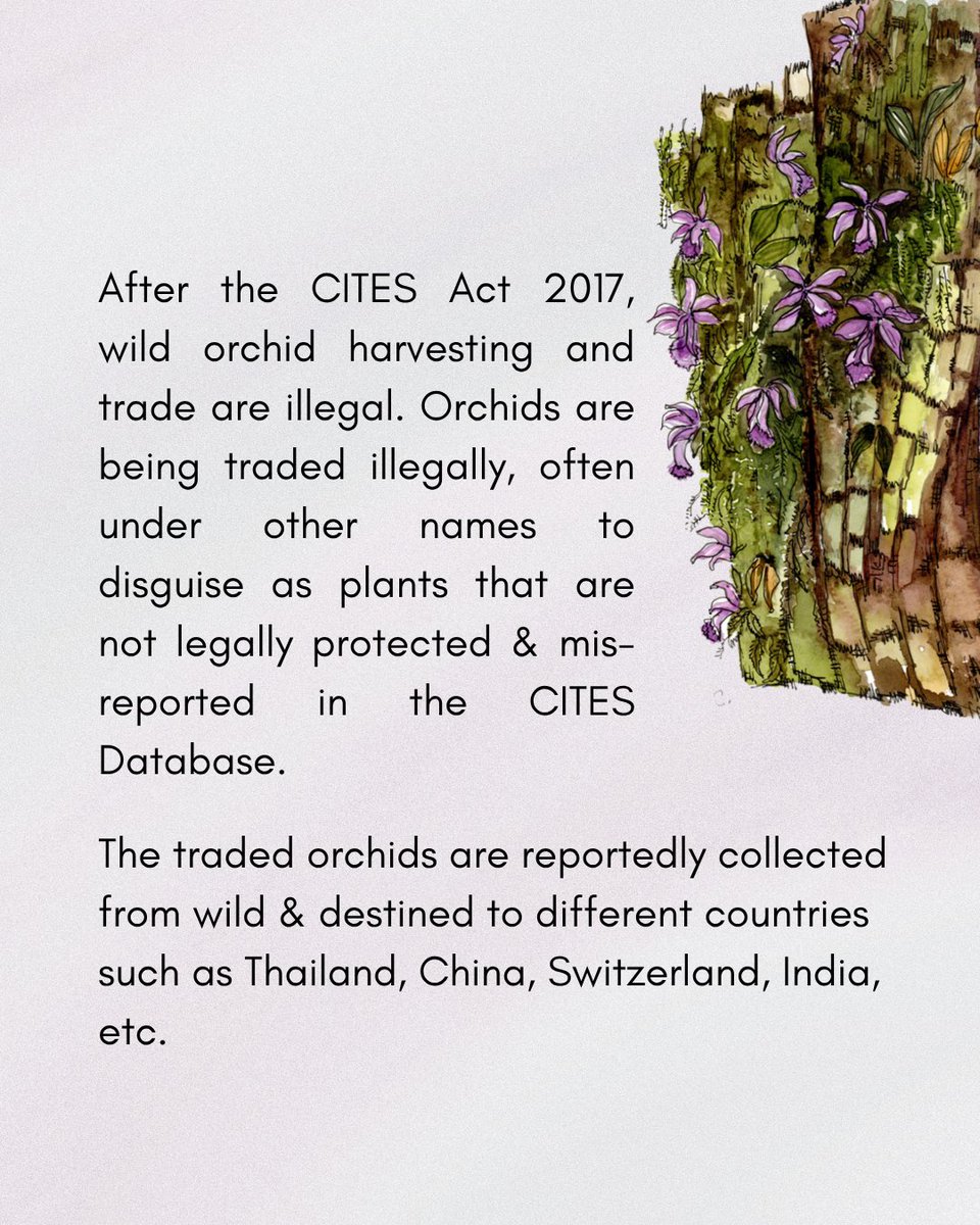 GreenhoodNepal's tweet image. Step into their beautiful world, uncover the #threats they face, and explore why #protecting them #matters now more than ever.

2/2