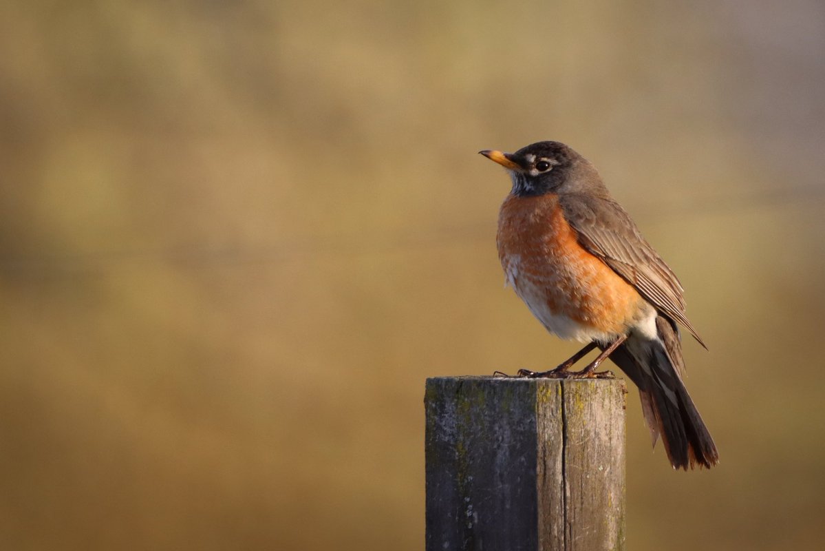 lucylenora1's tweet image. Have a calm Monday everyone. #birds #birding #birdphotography #BirdsOfTwitter