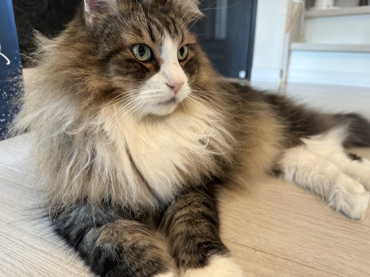 ocotacat's tweet photo. ฅ^•ω•^ฅおこたの��ちゃんもうすぐ会えるでしゅ！

べべたんのこと宜しくね！ https://t.co/ptHHnJJeTa