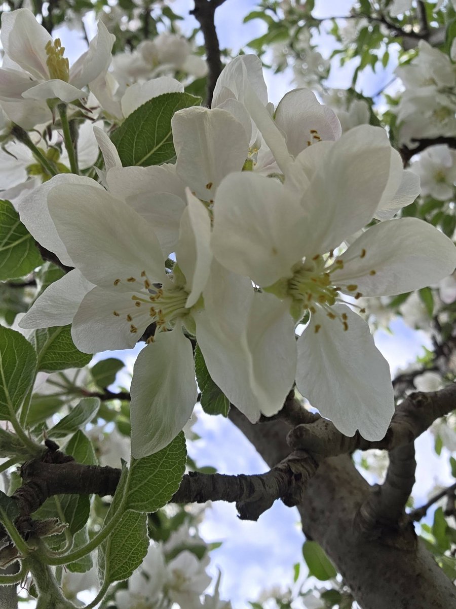 angelicaio81153's tweet image. God just loves to spurge . He gives us all this magnificence , and then , if that isn't enough , He provides fruits from such extravagance 🌺
Lynn Austin 

White Apple Blossoms , Countyrside Romania 
#closeup #blossoms #photography