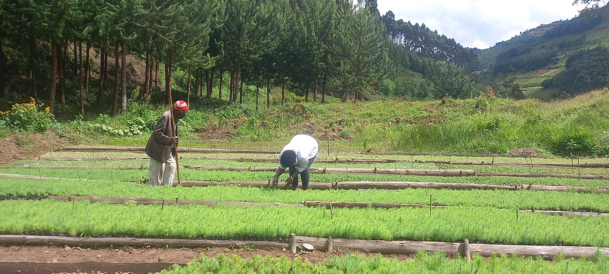 Evelyne Ninsiima tweet media