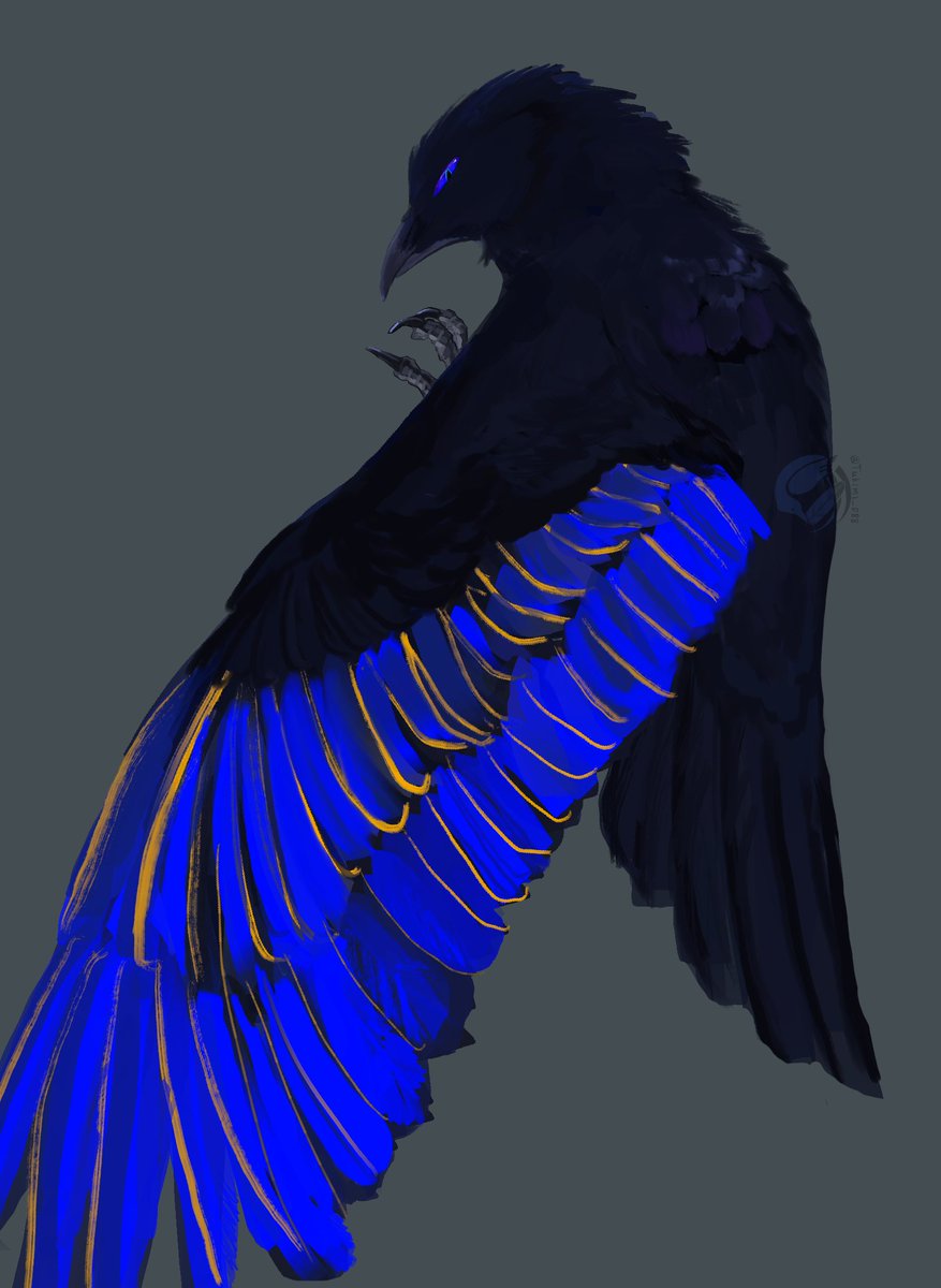 烏羽 仁🦤 tweet media