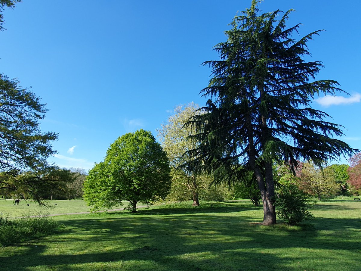 KeroBlack's tweet image. Out an about again 😊
Part 2
#nature #walk #trees #Sunshines