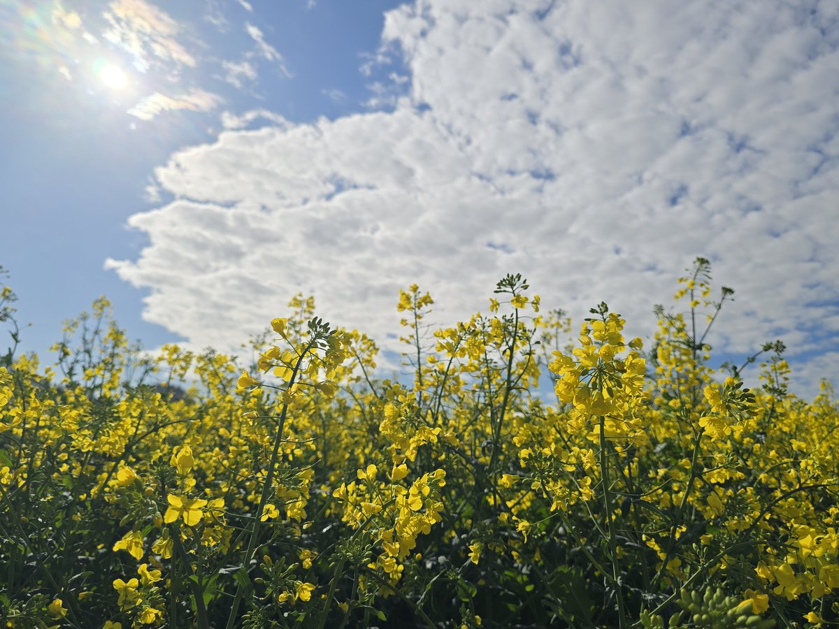 SBillcliffe's tweet image. Out n about enjoying the sunshine in ryhill Wakefield @kerriegosneyTV @itvweather @KeeleyDonovan @Hudsonweather @SimonOKing @bbcweather @Expwakefield @MyWakefield @WakeExpress @journoLeanneC @WkfdOfficial @ThePhotoHour @metoffice #loveukweather @Schafernaker #mackerelsky #clouds