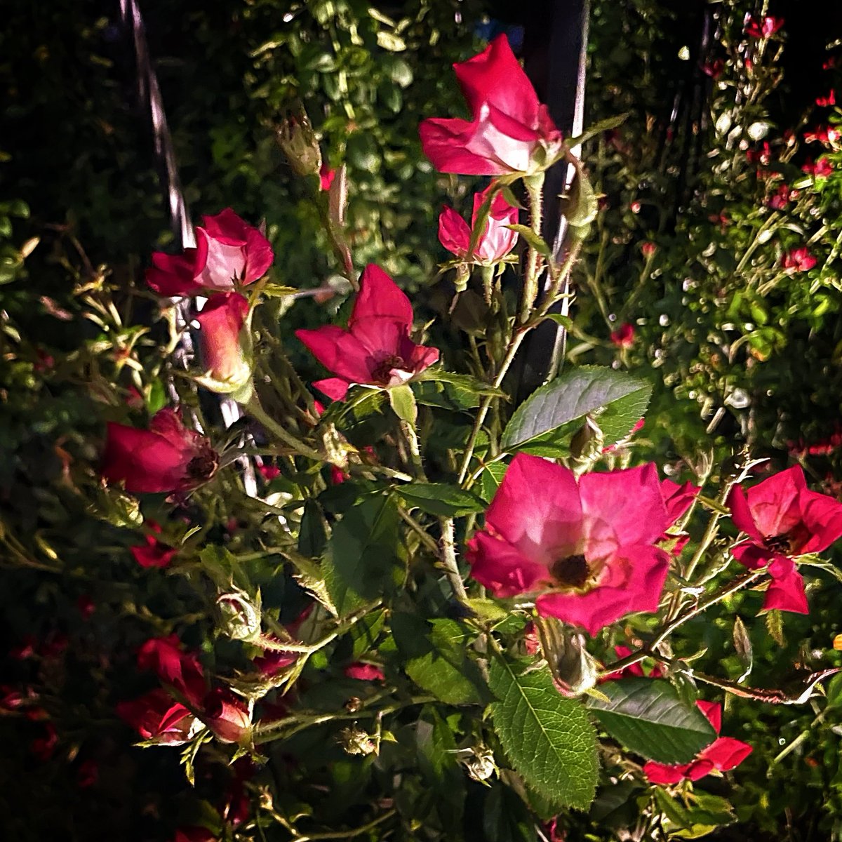 執事の館・実行委員会 tweet media