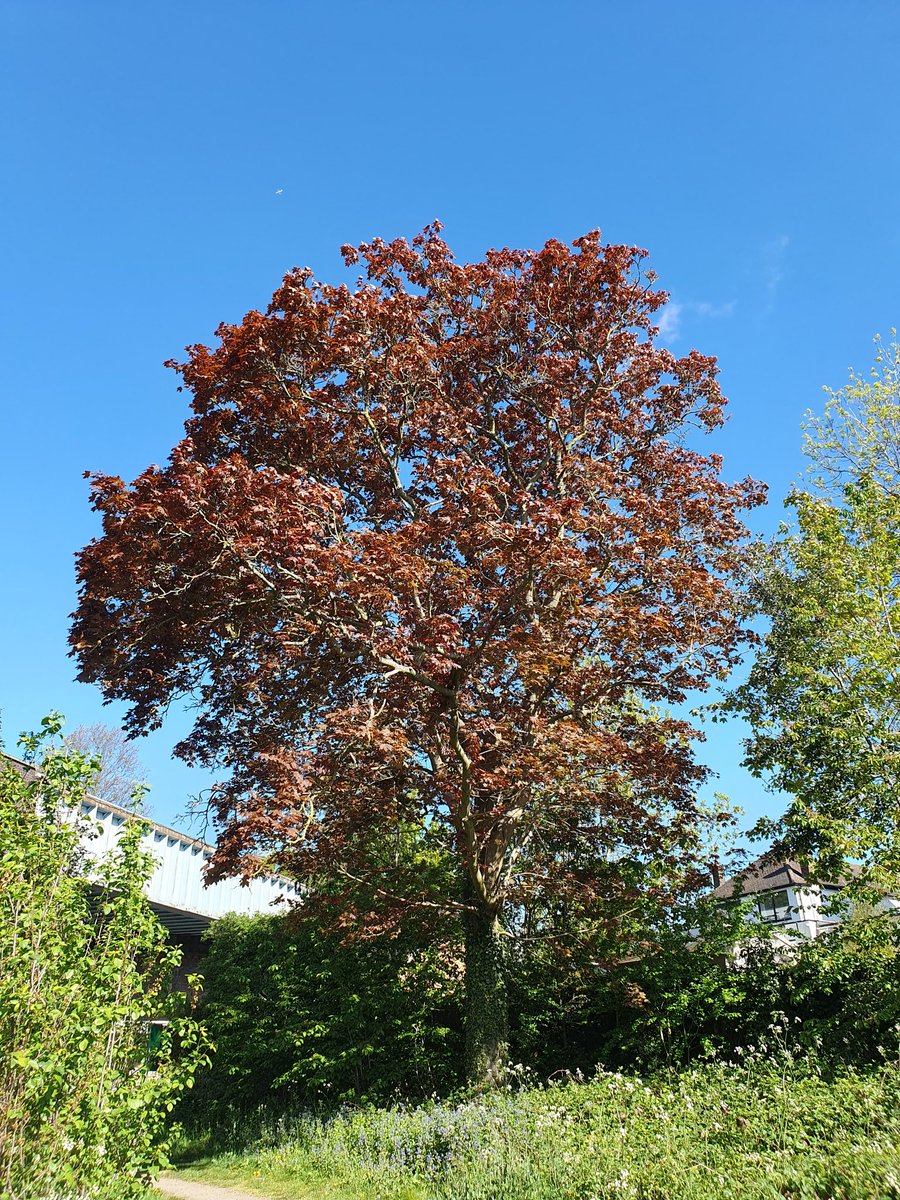 KeroBlack's tweet image. Out an about again 😊
Part 3
#nature #walk #trees #Sunshines