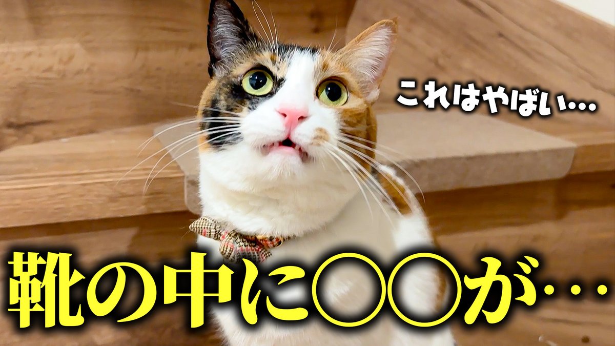 《あつし》@猫と暮らしています tweet media